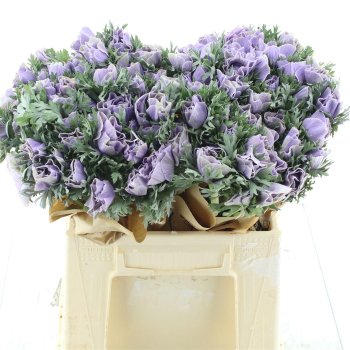 <h4>Anemone Powder Milka</h4>