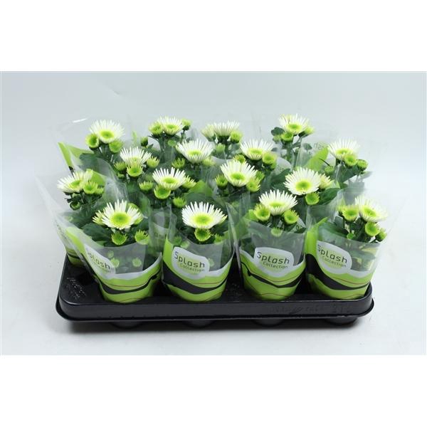<h4>Chrysanthemum Indicum Grp Splash Meadow</h4>