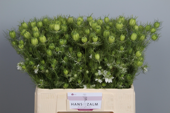 <h4>NIGE DAMASCENA ZD</h4>