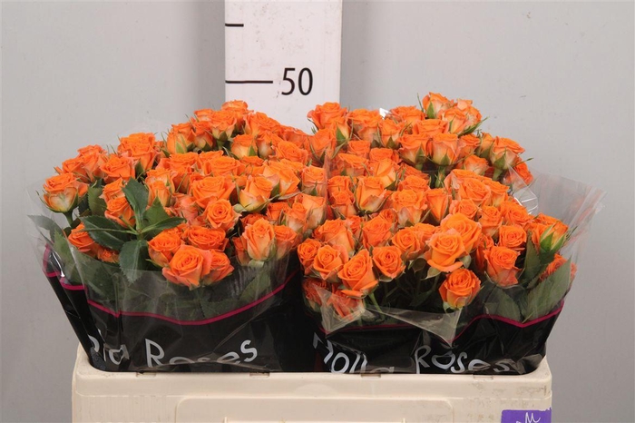 <h4>R Tr Picanto</h4>