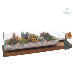 Green Bottle Fles Large liggend met Cactussen