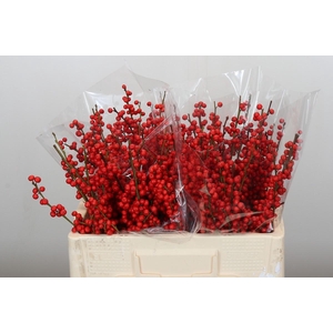 Ilex Rood
