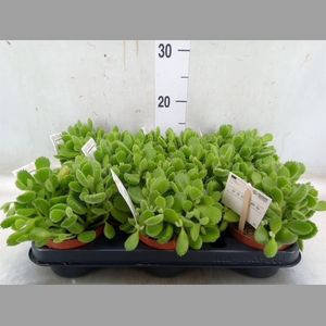 Cotyledon tome. 'Green Footprint'