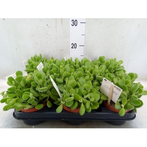 Cotyledon tome. 'Green Footprint'