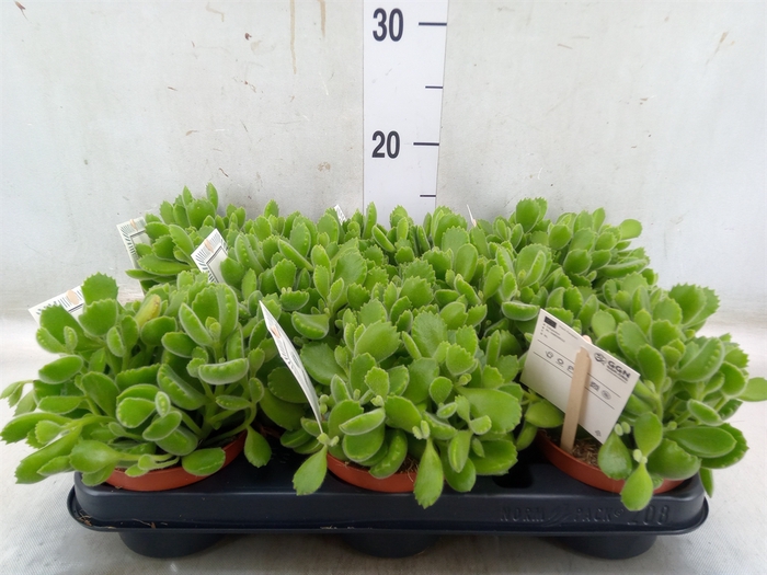 <h4>Cotyledon tome. 'Green Footprint'</h4>