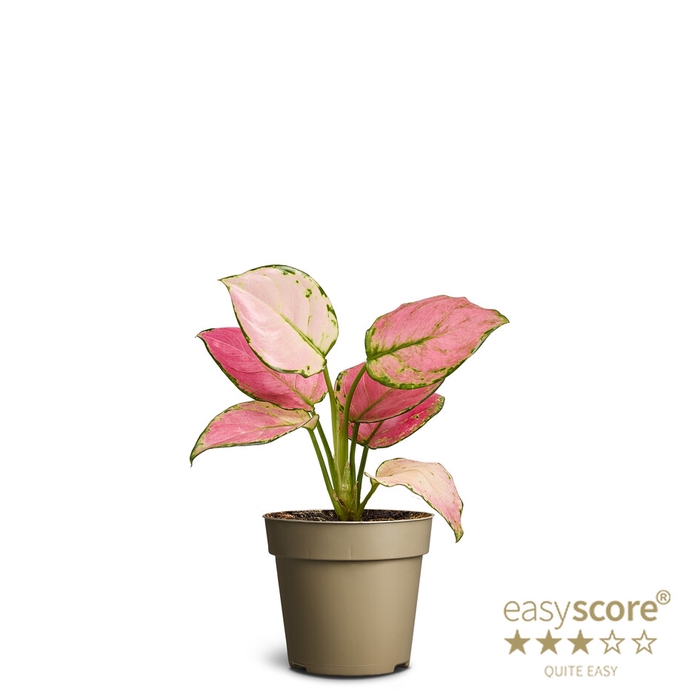 AGLAONEMA COMMUTATUM p9
