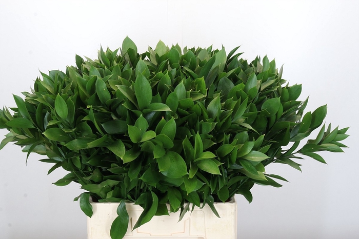 <h4>RUSCUS HYPOPHYLLUM</h4>