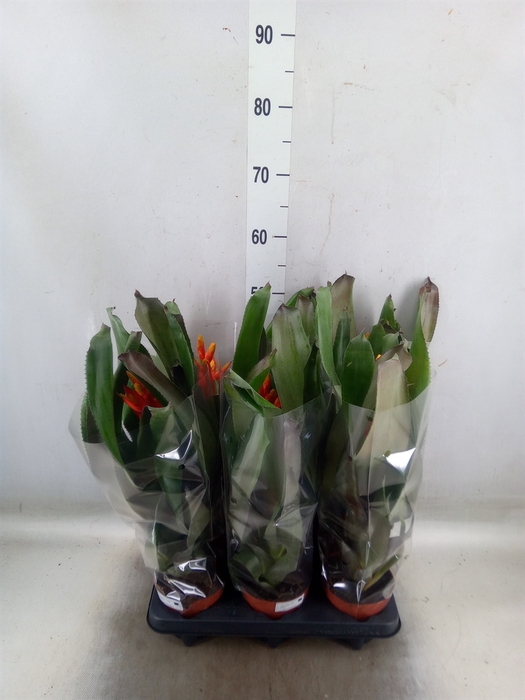 <h4>Aechmea   ...</h4>