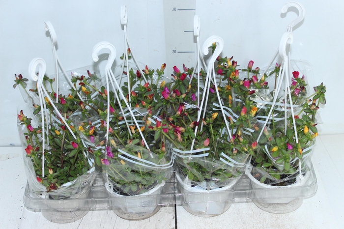 <h4>PORTULACA C13</h4>