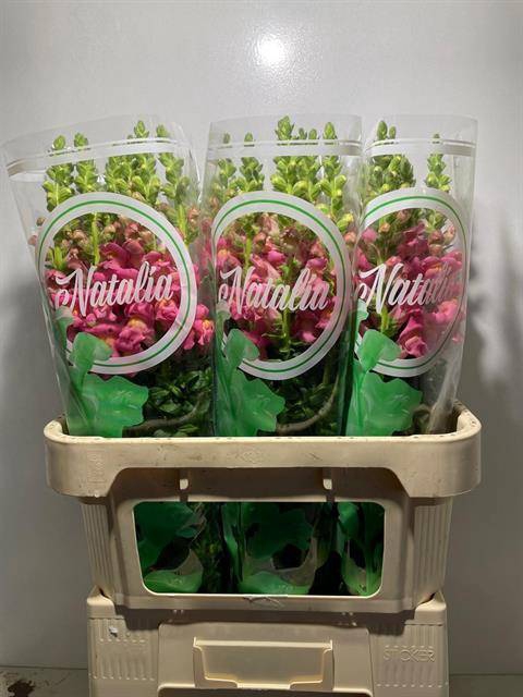 <h4>Antir Cherry Rose Natalia</h4>