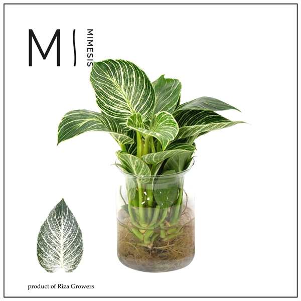 <h4>Mimesis Philodendron KARMA White Stripe - Agua of Karma Melkbus</h4>