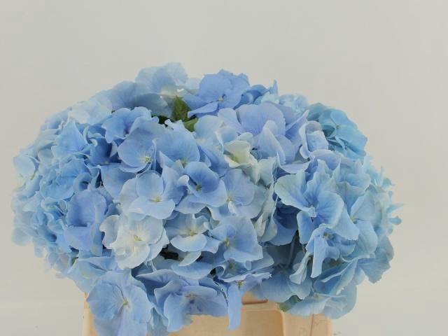 <h4>HYDR M CH VERENA BL</h4>