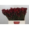 Leucadendron Blush Spray