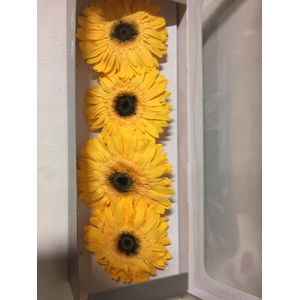 Gerbera geel stab.