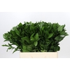 Ruscus Hypophyllum