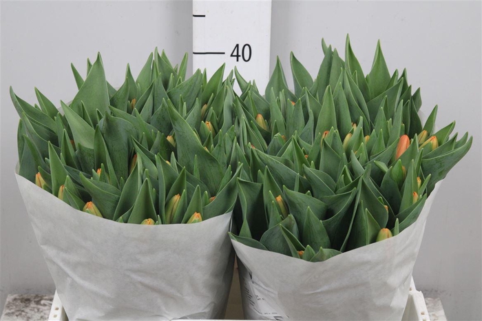 <h4>Tu En Time Out</h4>