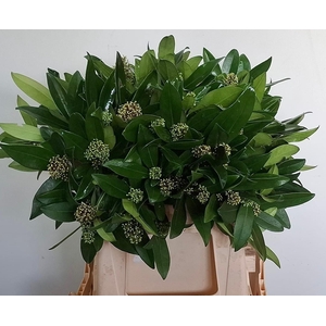 SKIM J SILVRETTA  BS