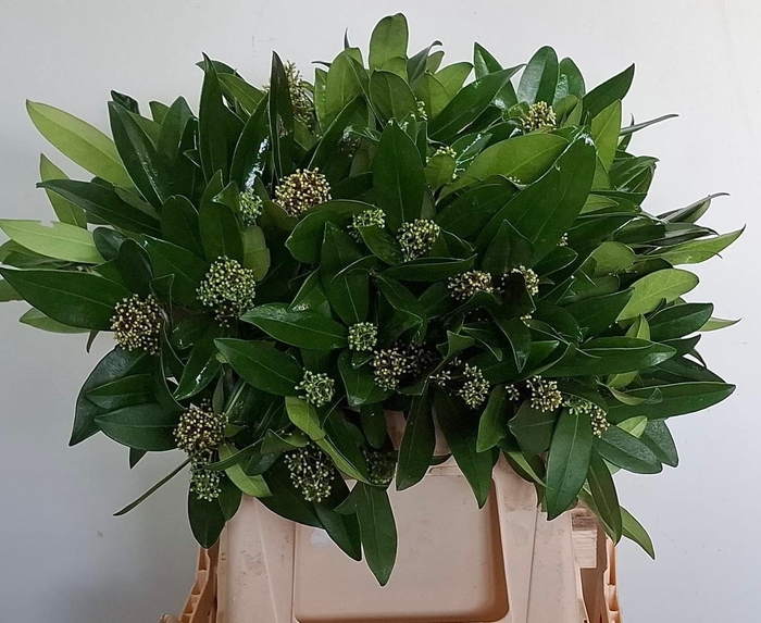 <h4>SKIM J SILVRETTA  BS</h4>