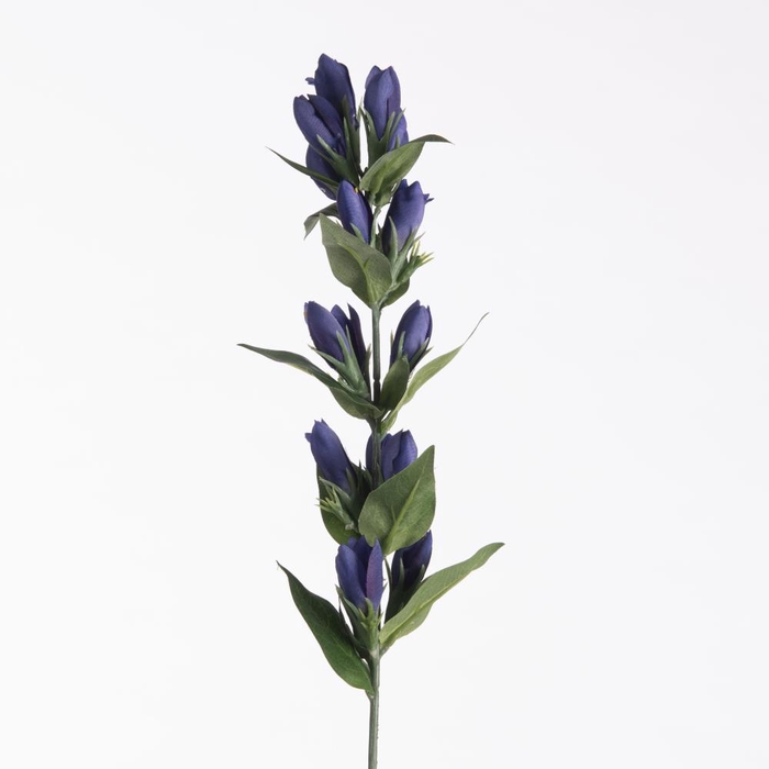 Af Gentiana L66cm Blue