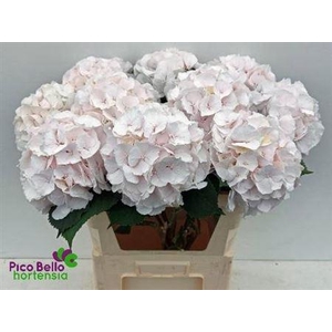 Hydr M Ch Sw Verena 80cm