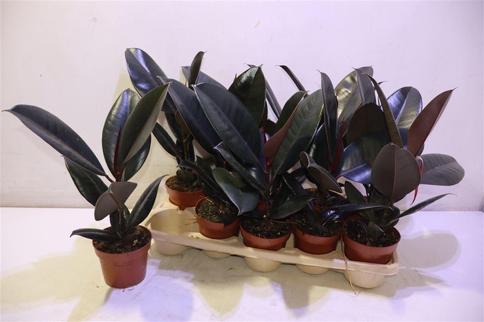 <h4>Fic El Abidjan</h4>