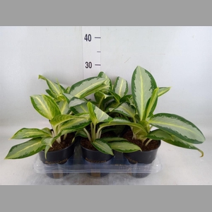 Aglaonema  'Silver Blue'