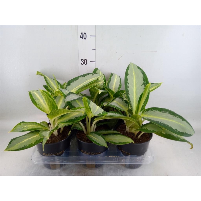 <h4>Aglaonema  'Silver Blue'</h4>