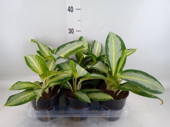 <h4>Aglaonema 'Silver Blue'</h4>