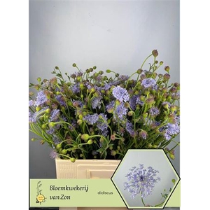 Didiscus Blauw