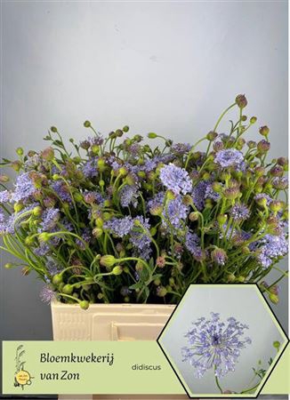 <h4>Didiscus Blauw</h4>
