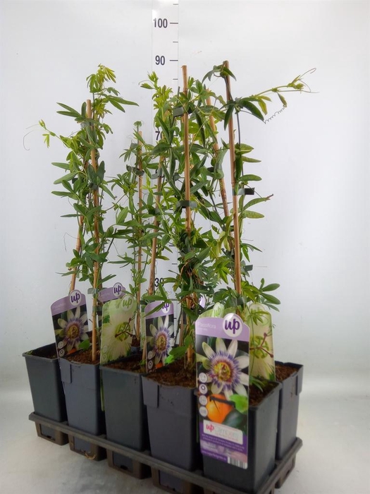 <h4>Passiflora   ...</h4>