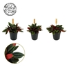 Peperomia Rosso mini