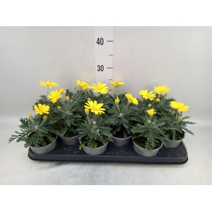 Euryops  'Silver Star'