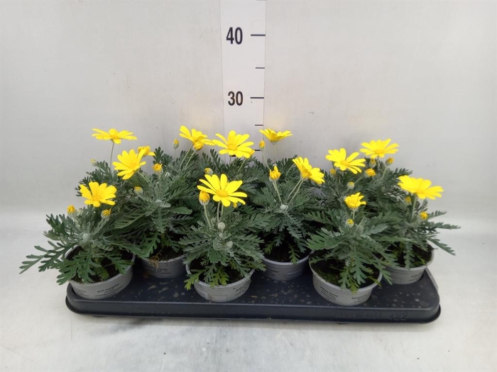 <h4>Euryops  'Silver Star'</h4>