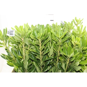 FOLH PIT. VERDE 070 CM