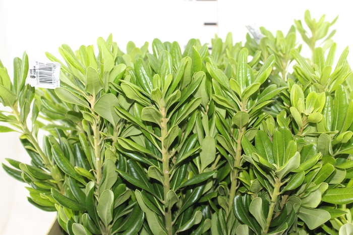 <h4>FOLH PIT. VERDE 070 CM</h4>