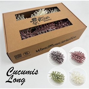 Zijde Cucumis Lang Icy Mix 4 Kleur Wx