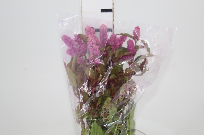 <h4>CAMARAO ROSA 050 CM</h4>