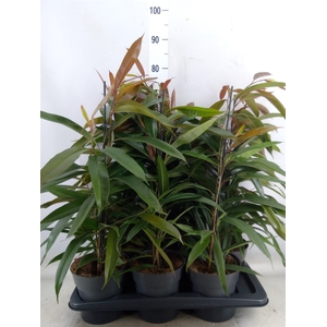 Ficus binn. 'Amstel King'