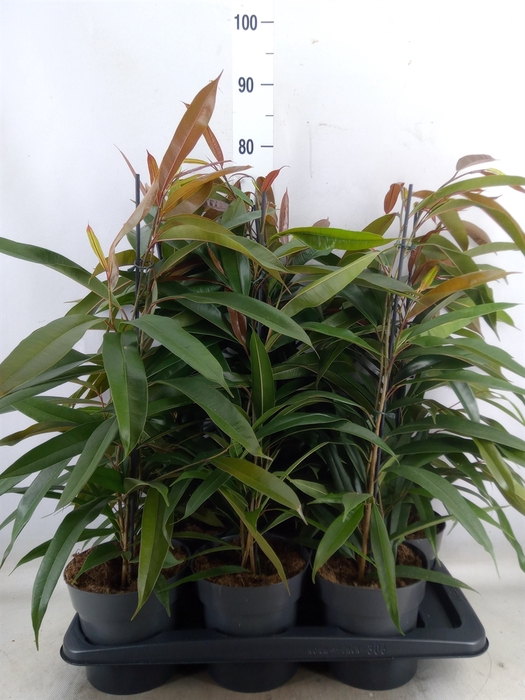 <h4>Ficus binn. 'Amstel King'</h4>
