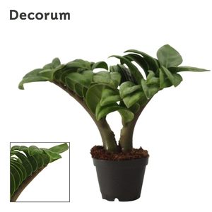 Zamioculcas Zenzi V-Leaf 6 cm Decorum, 2 veren