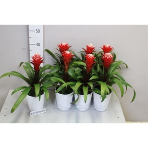 Bromelia arrangement 13Ø 50cm