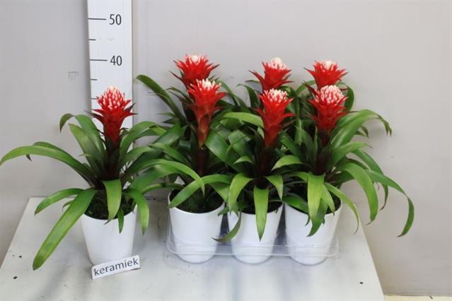 Bromelia arrangement 13Ø 50cm