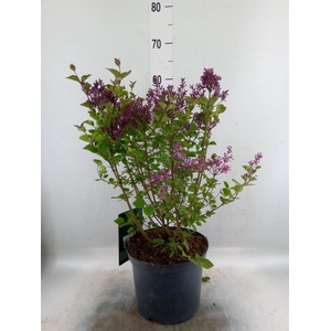Syringa vulg.