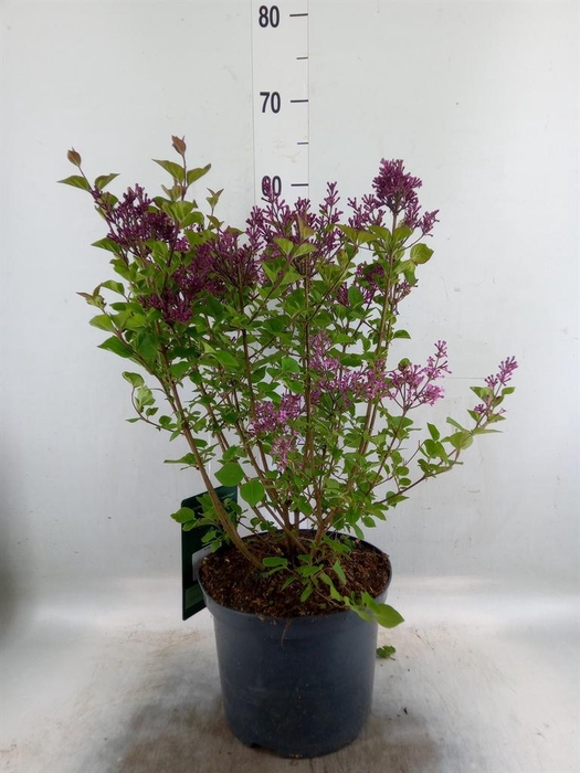 <h4>Syringa vulg.</h4>