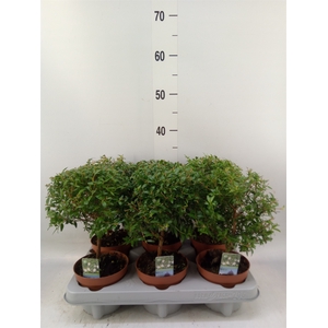 Myrtus communis