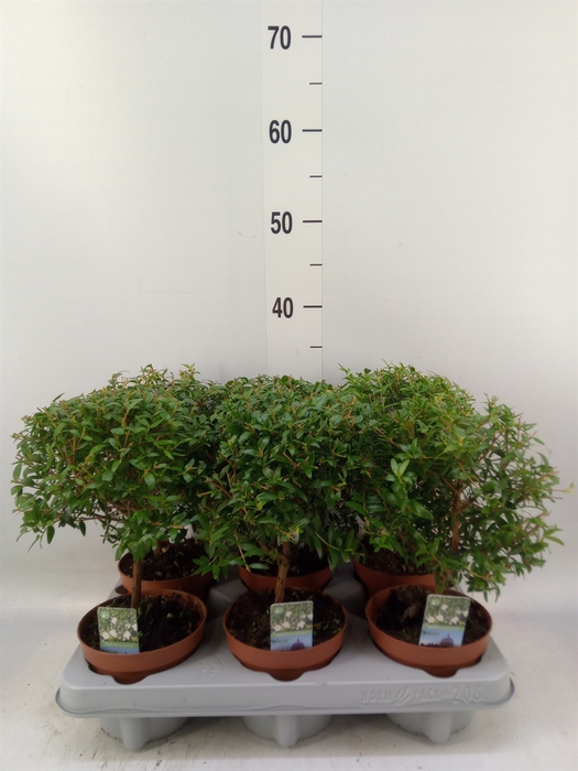 <h4>Myrtus communis</h4>