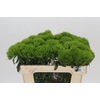 Dianthus Br Kiwi Mellow
