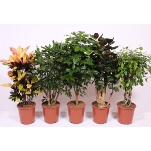 Groene kamerplanten mix CC
