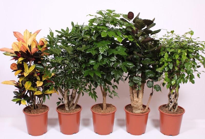 <h4>Groene kamerplanten mix CC</h4>